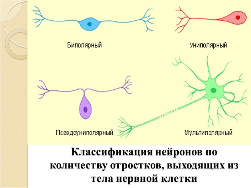 Классификация нейронов по количеству отростков, выходящих из тела нервной клетки